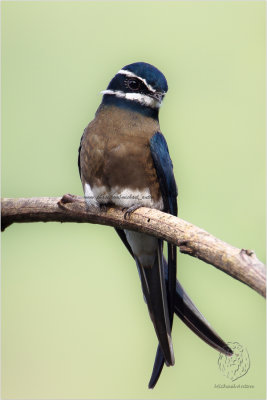 Whiskered Treeswift (Hemiprocne comata)