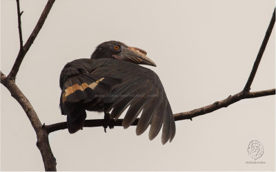Hornbill, Luzon (Penelopides manillae) (female)