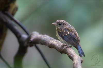 Mangrove Blue Flycatcher (Cyornis rufigastra)