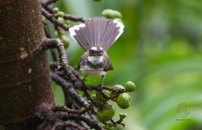 Fantail, Pied (Rhipidura javanica)