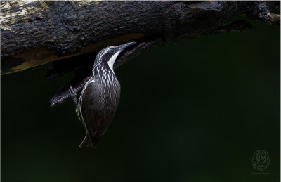 Striped Headed Rhabdornis