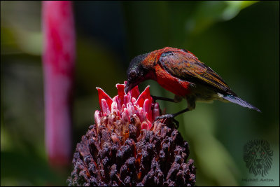 Purple-throated Sunbird (Nectarinia sperata)