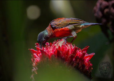 Purple-throated Sunbird (Nectarinia sperata)