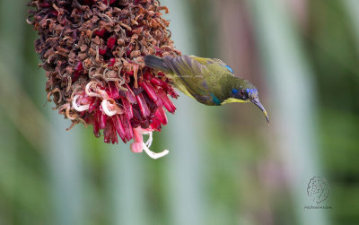 Luzon Sunbird <i>(Aethopyga jeffreyi)<i/>