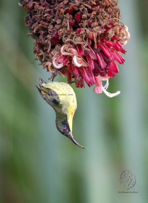 Luzon Sunbird (Aethopyga jeffreyi)