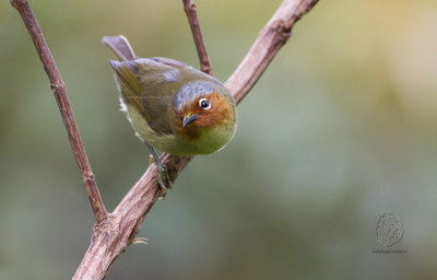 Chestnut-faced Babbler (Stachynis whiteheadi)