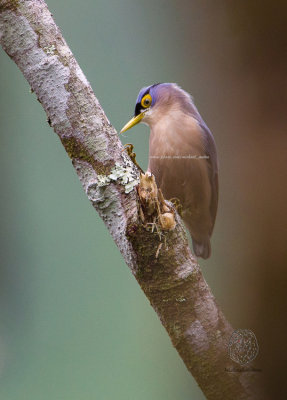 Nuthatch, Sulphur-billed(Sitta oenochlamys)