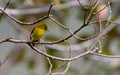 Citrine Canary-Flycatcher (Culicicapa helianthea)