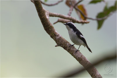 Little-Pied Flycatcher (male) (Ficedula westermanni)