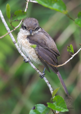 Brown Shrike (Lanius cristatus)