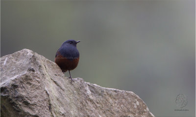 Water-Redstart, Luzon (Rhyacornis bicolor)