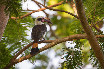 Hornbill, Luzon (Penelopides manillae)