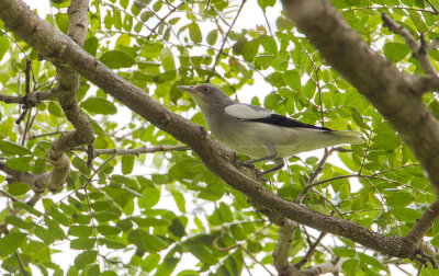 Starling, White-shouldered