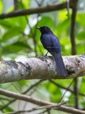 Shama, Black (Copsychus cebuensis)