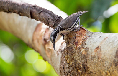 Striped-Headed Rhabdornis (Rhabdornis mystacalis)