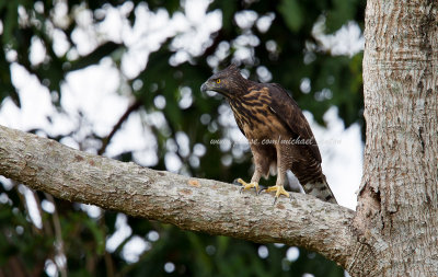 Philippine Hawk-Eagle (Nisaetus philippensis)