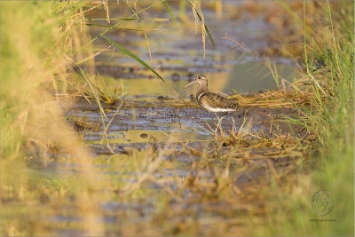 Greater Painted Snipe (male) (Rostratula benghalensis)