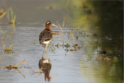 Greater Painted Snipe (female)(Rostratula benghalensis)