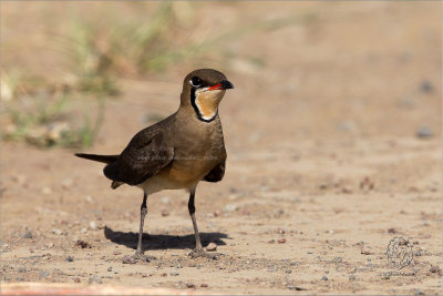 Oriental Pratincole (Glareola maldivarum)