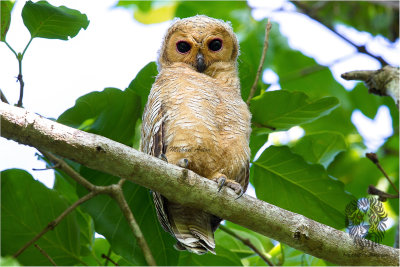 Spotted Wood-Owl (imm) (Strix seloputo)