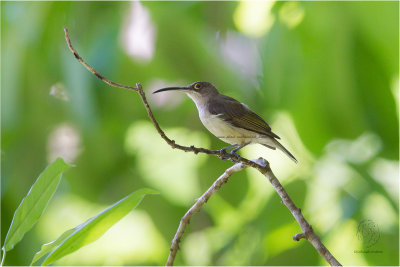 Pale Spiderhunter 