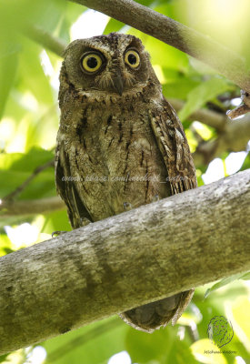 Owl, Mantanani Scops (Otus mantananensis)