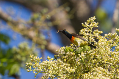 Sunbird, Olive Backed (Nectarinia jugalaris)