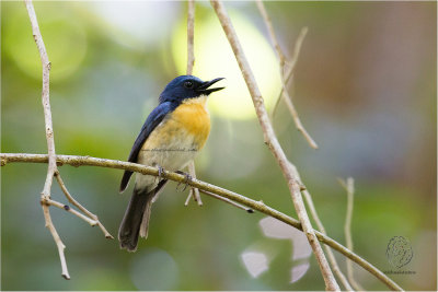 Flycatcher, Palawan Blue ( Cyornis lemprieri)
