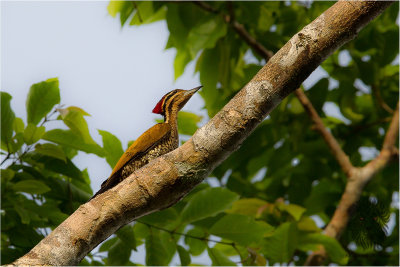 Woodpecker, Spot-throated Flameback ( Dinopium everetti )