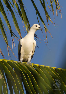 Pigeon, Pied-Imperial (Ducula bicolor)