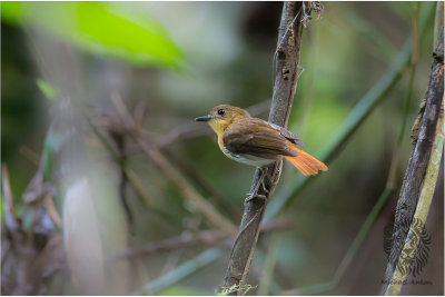 Palawan Flycatcher