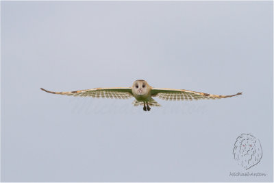 Australasian Grass Owl