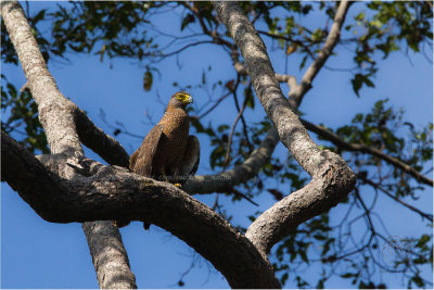 Philippine Serpent-Eagle (Spilornis holospilus)