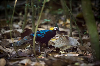 Peacock-Pheasant, Palawan
