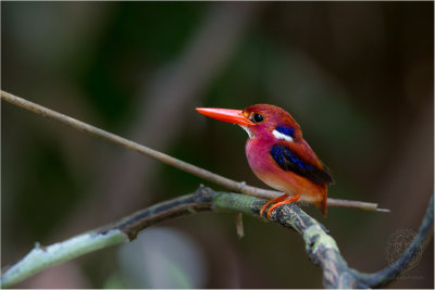 Kingfisher, Northern Philippine Dwarf ( Ceyx melanurus)