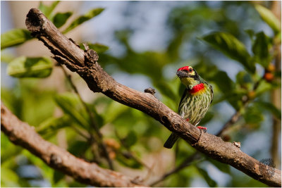 Coppersmith Barbet (Megalaima haemacephala)