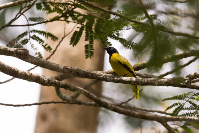 Bulbul, Black-headed