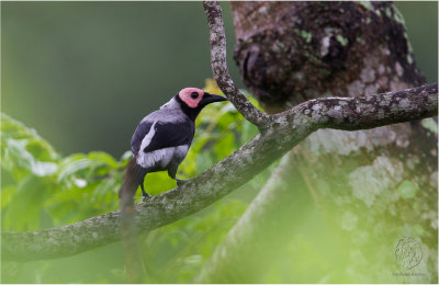 Coleto (Sarcops calvus)