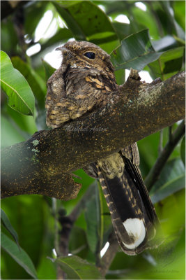 Philippine Nightjar (Batrachostomus septimus)