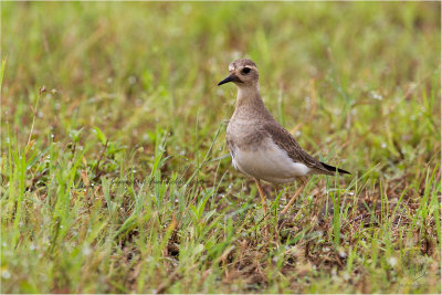 Plover, Oriental