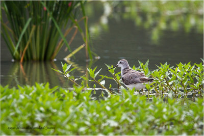 Sandpipers