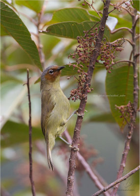 Chestnut-faced Babbler (Stachynis whiteheadi)