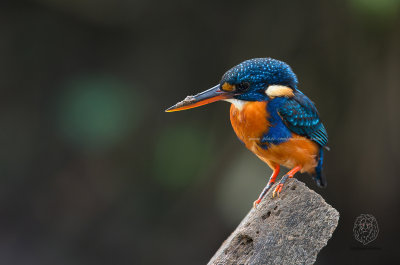 Northern Indigo-banded Kingfisher (Alcedo cyanopectus)