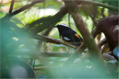 White-browed Shama (Copsyhus luzoniensis)