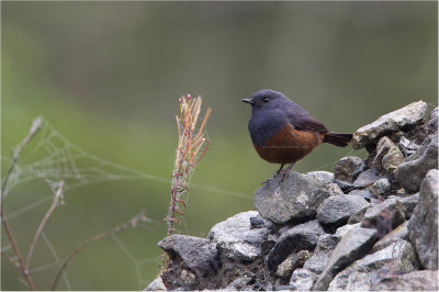 Water-Redstart, Luzon (Rhyacornis bicolor)