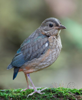 Red-bellied Pitta (imm)