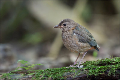 Red-bellied Pitta (imm)