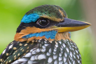 Spotted Wood Kingfisher (close up)