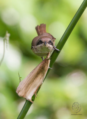 Brown Shrike (Lanius cristatus)