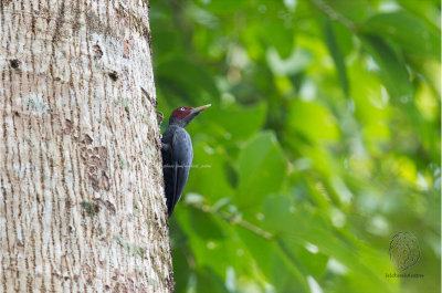 Northern Sooty Woodpecker (male) (Mulleripicus funebris)